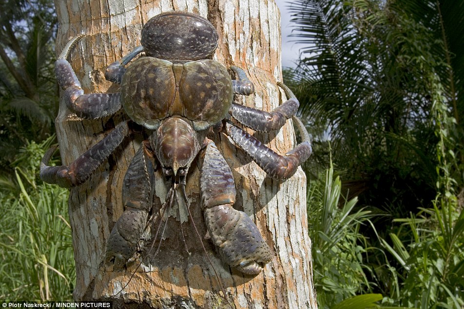 Coconut_crab_habitat