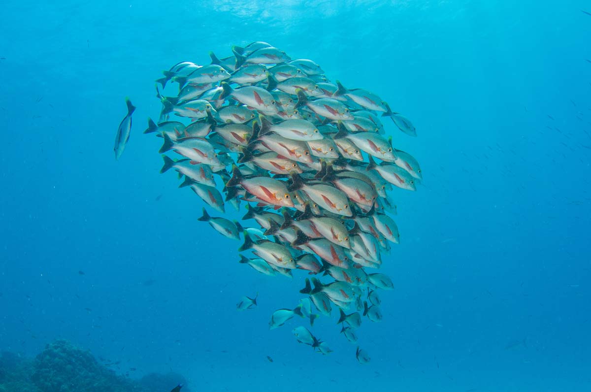 Humpback Snapper Bijoutier Scuba Diving Alphonse Island