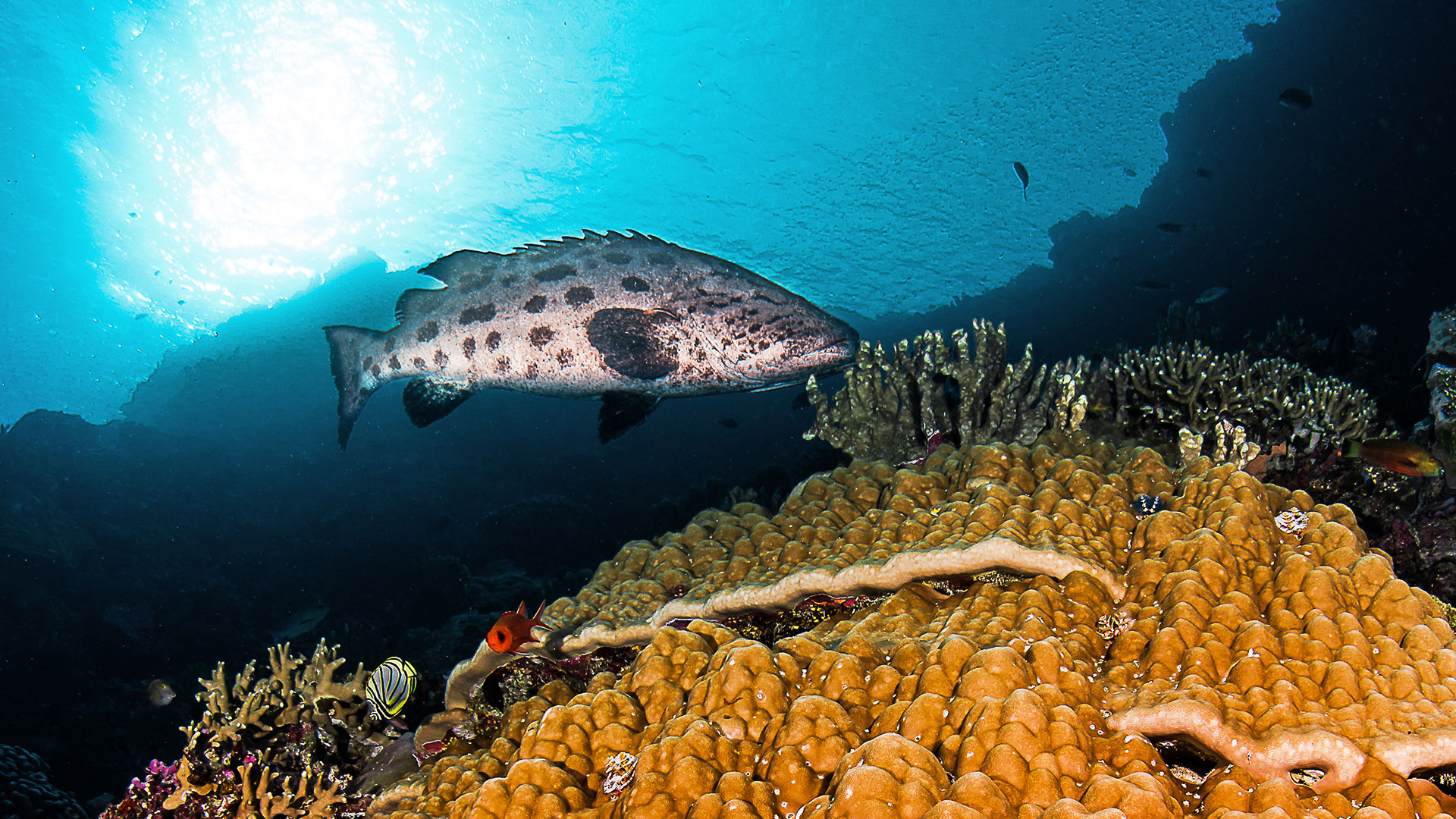 seychelles_astove_scuba_diving