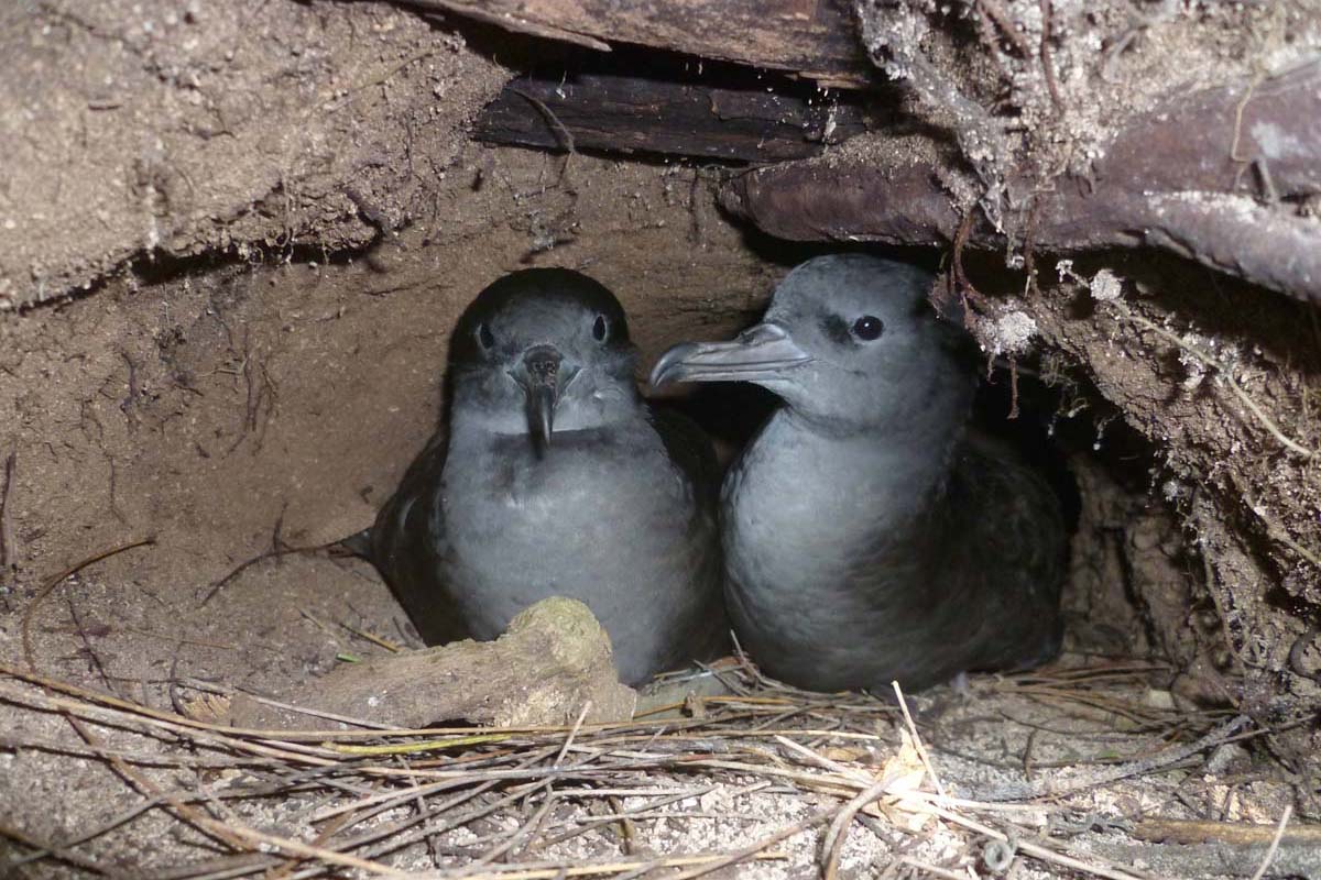 Wedge tailed Shearwater pair Alphonse Island