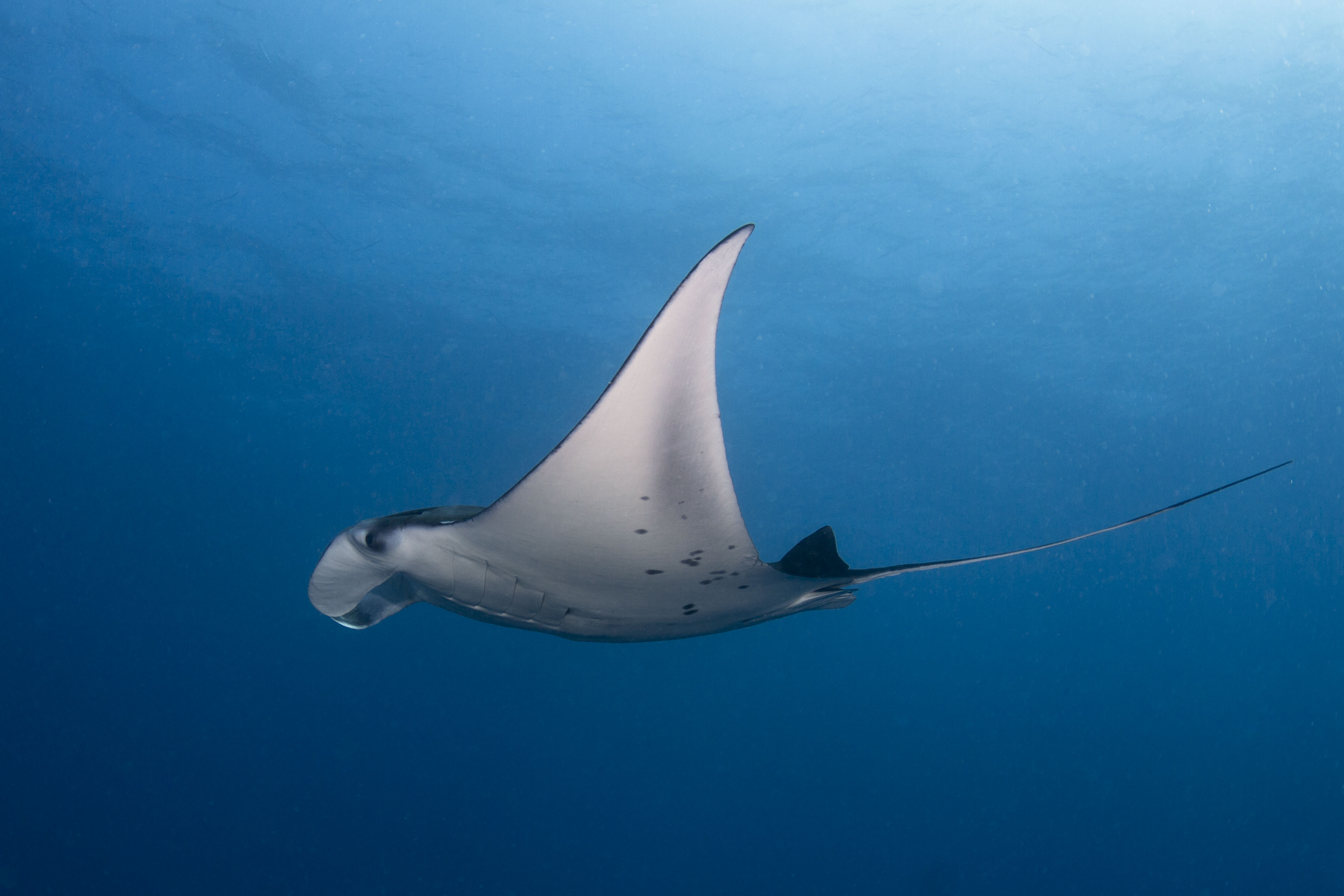 Alphonse_Isand_Manta_Ray