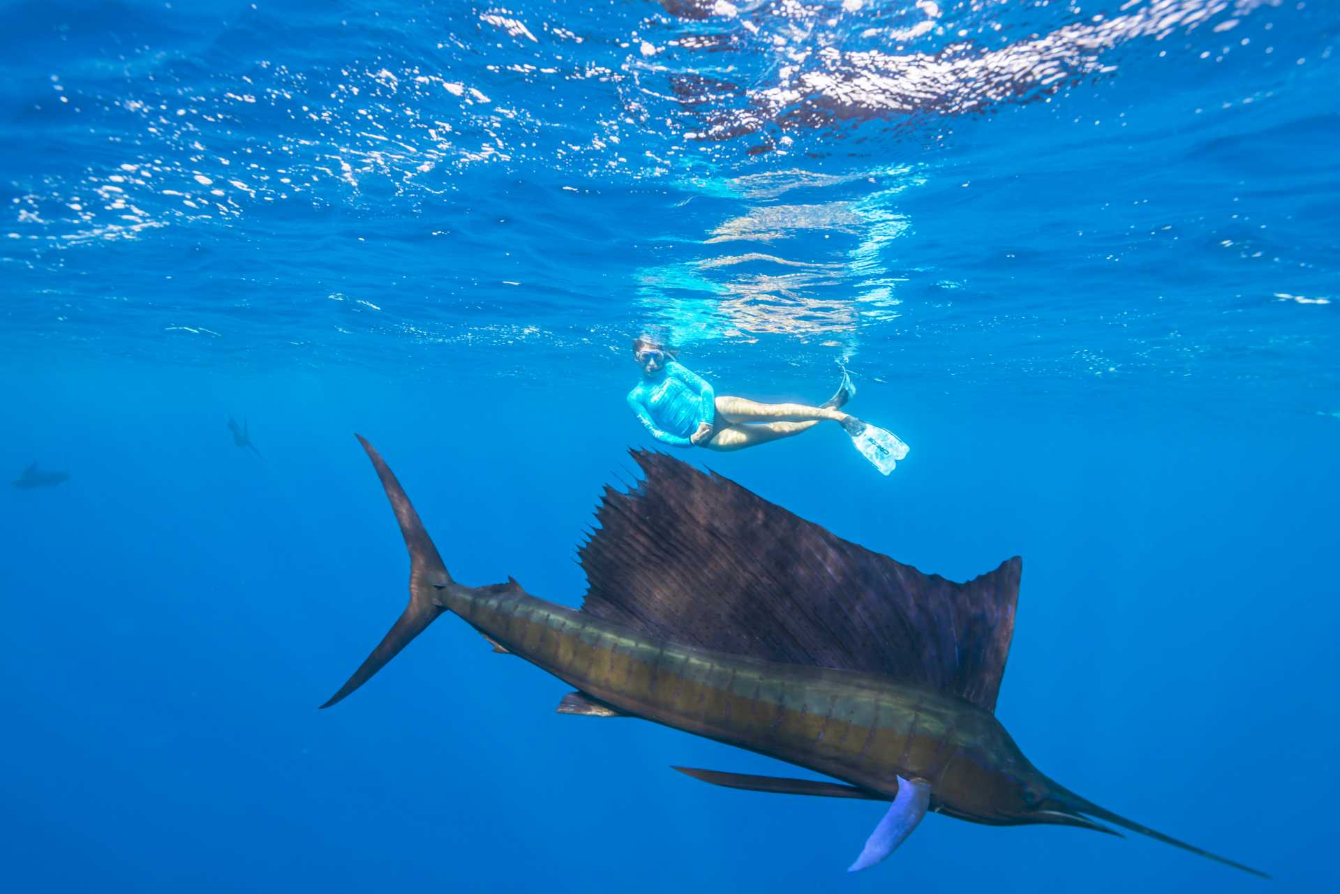 Seychelles Snorkeling Sailfish