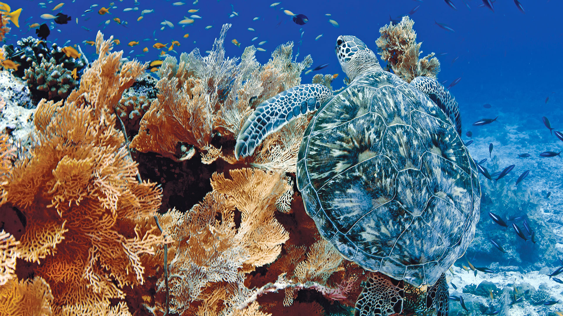 alphonse island seychelles green turtle dive