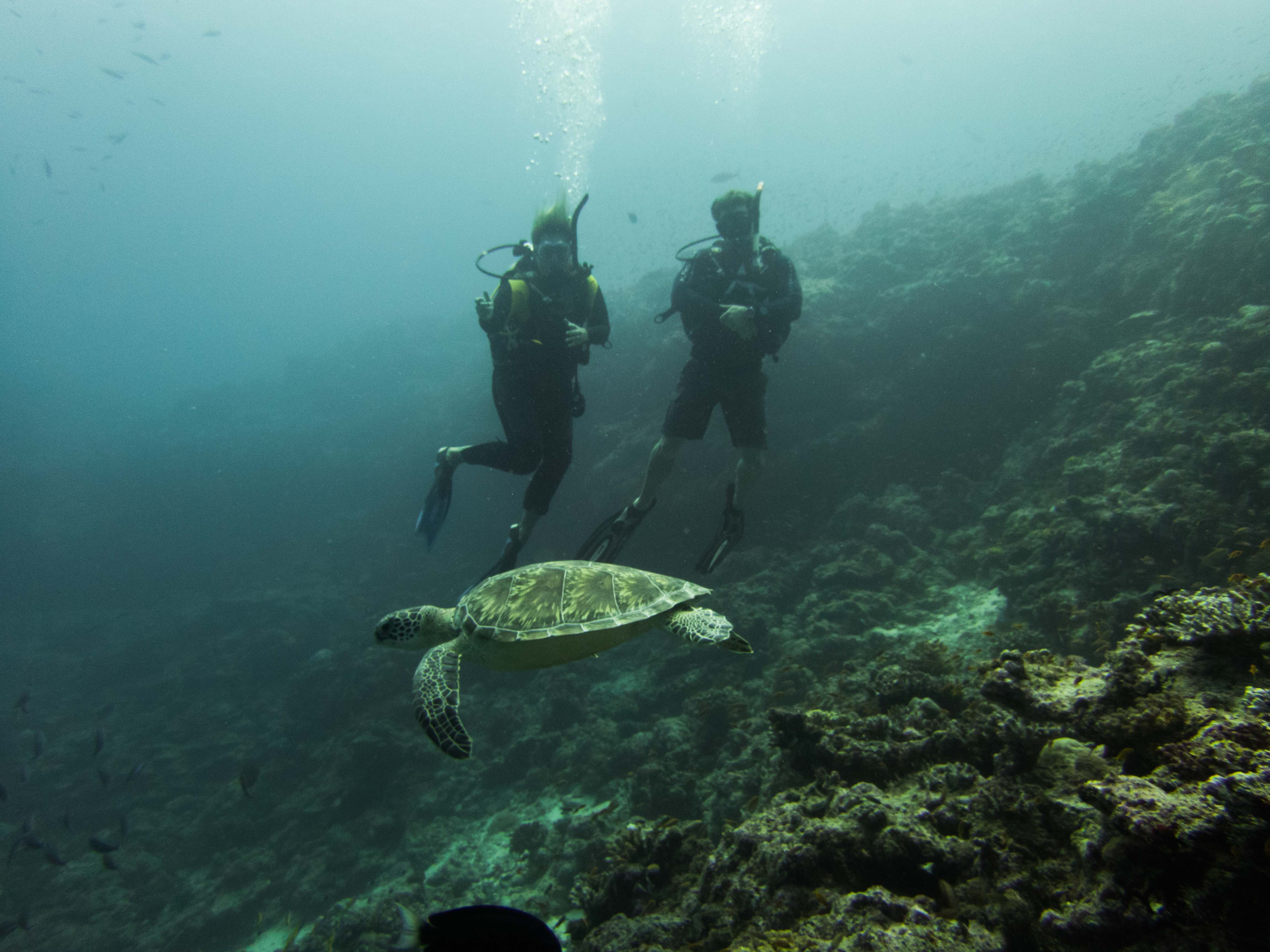 LMartin_Diving_Eel_6_05 12_November_2016161110_74