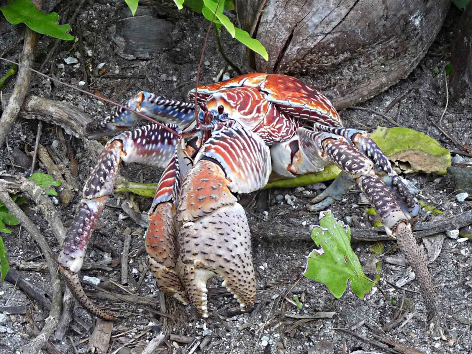 Coconut_crab