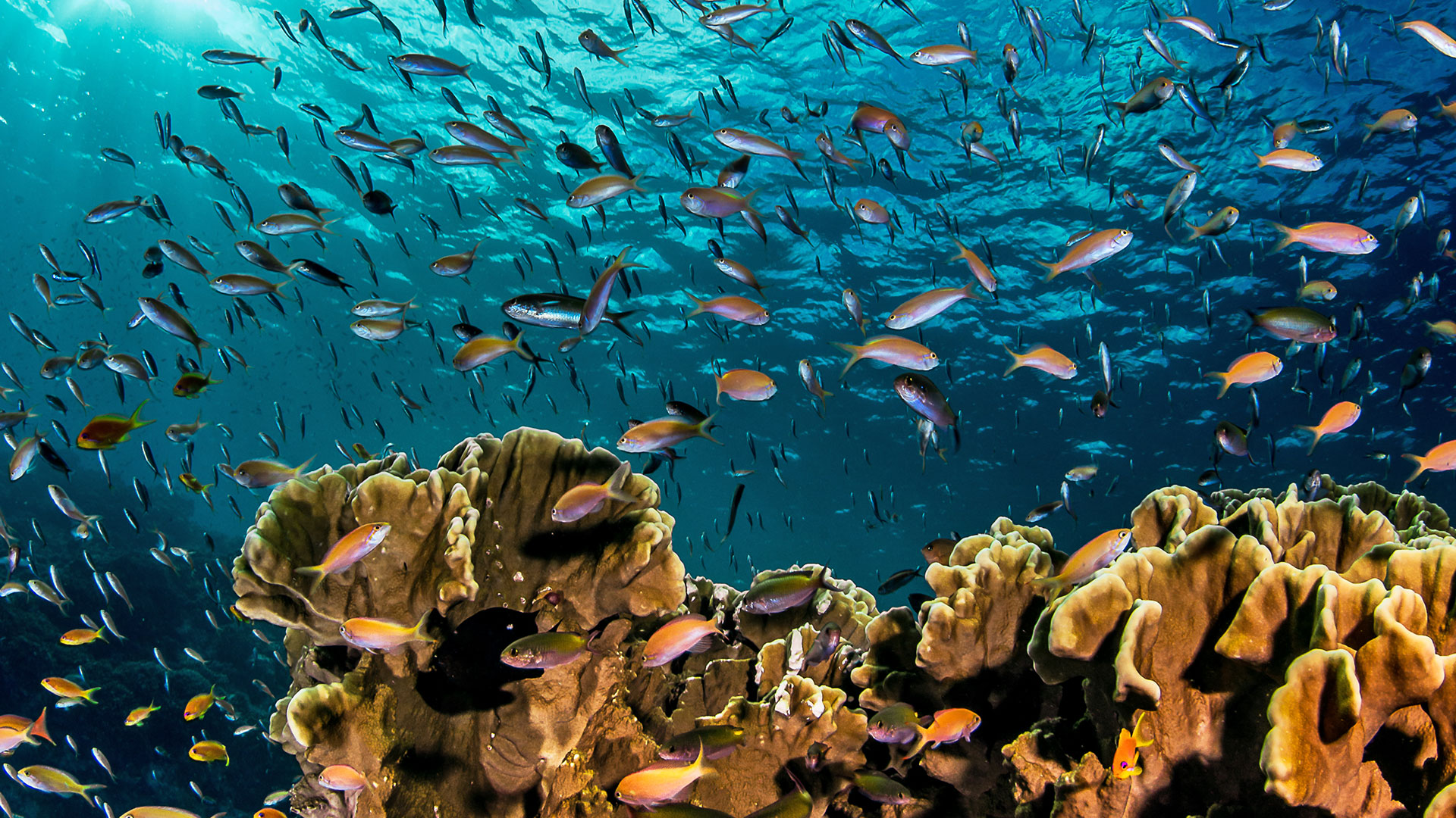 scuba_diving_astove_seychelles