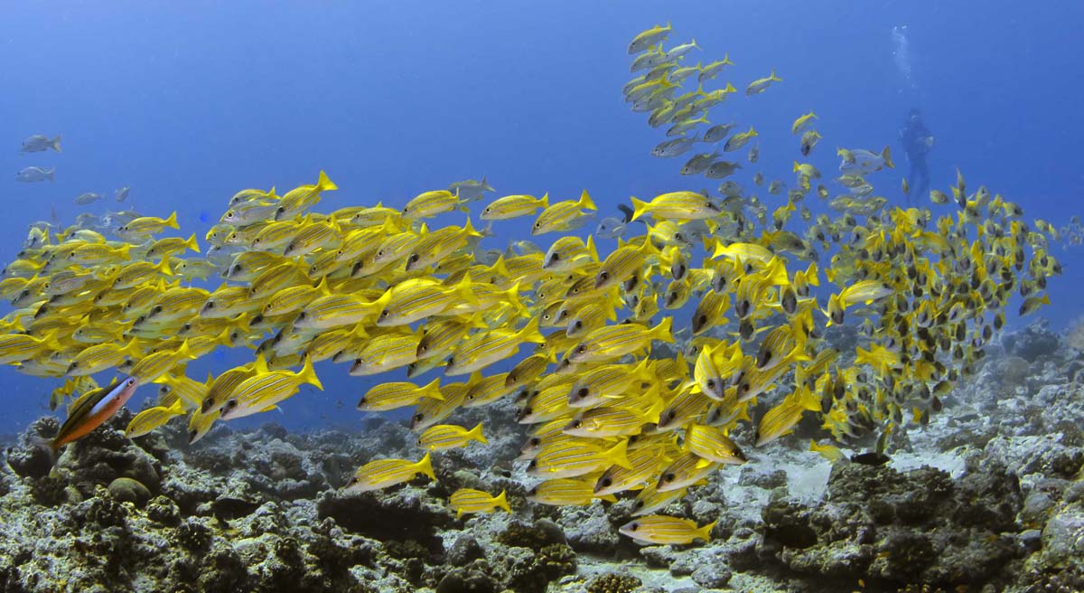 world ocean day alphonse island