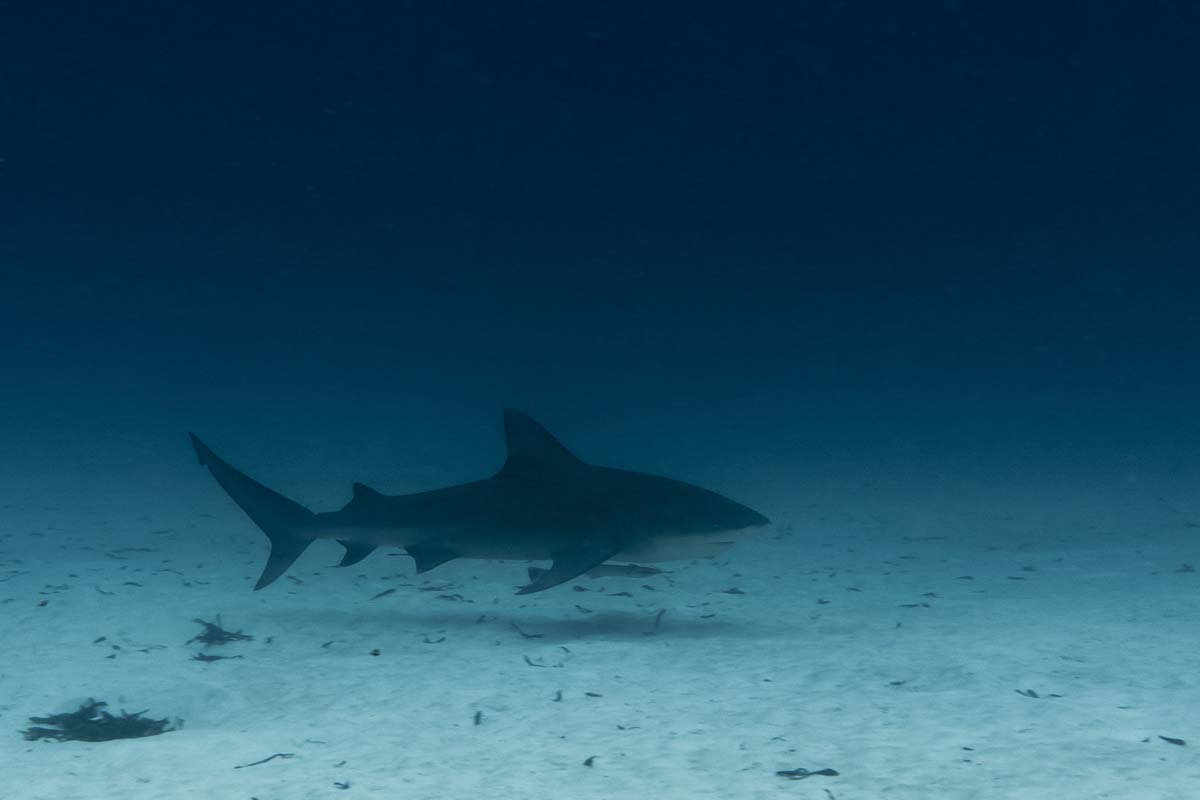 Bull Shark St Francois Alphonse Island