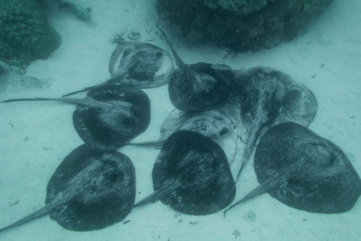 Pink Whipray St Francois Alphonse Island