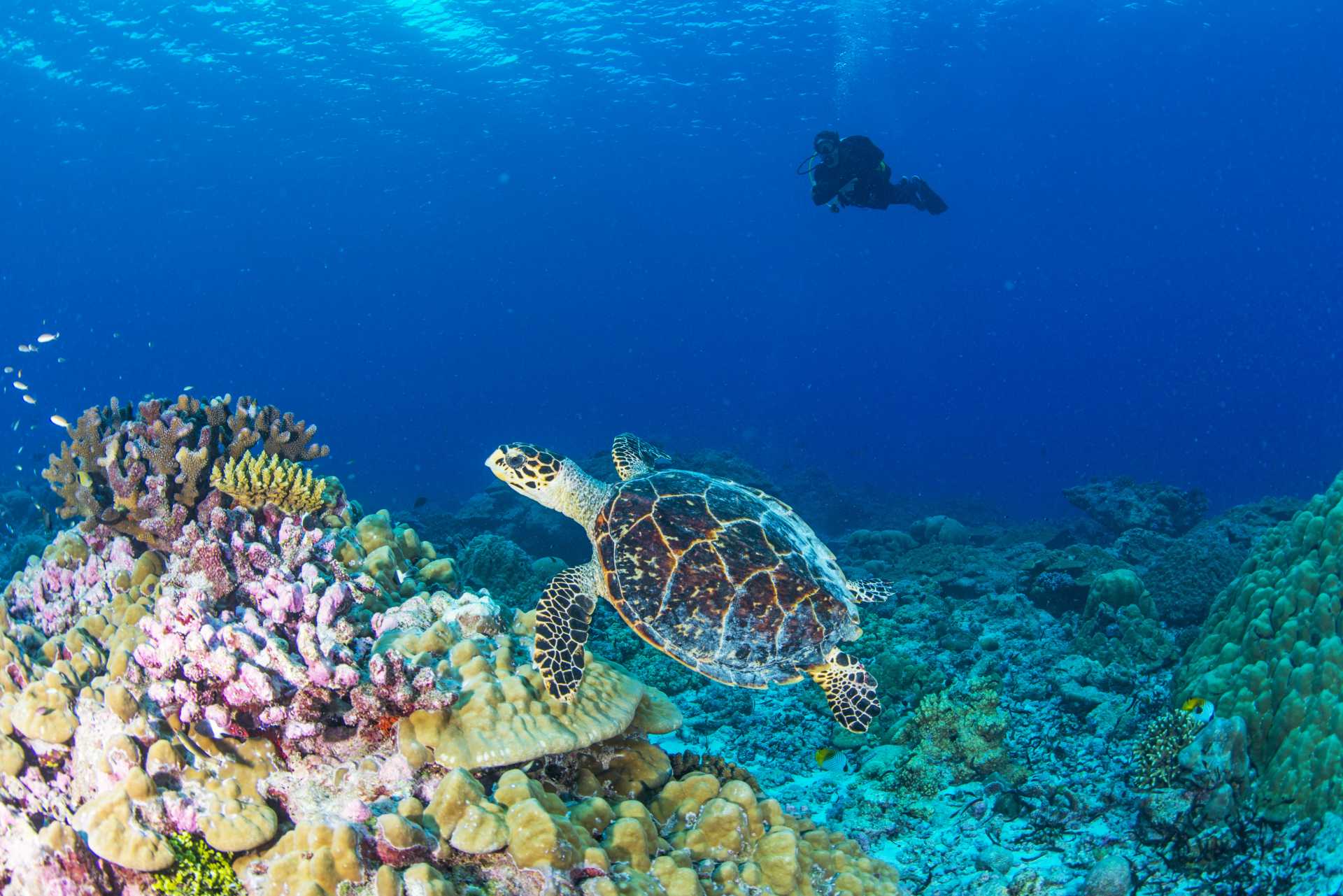 Arcade dive site seychelles