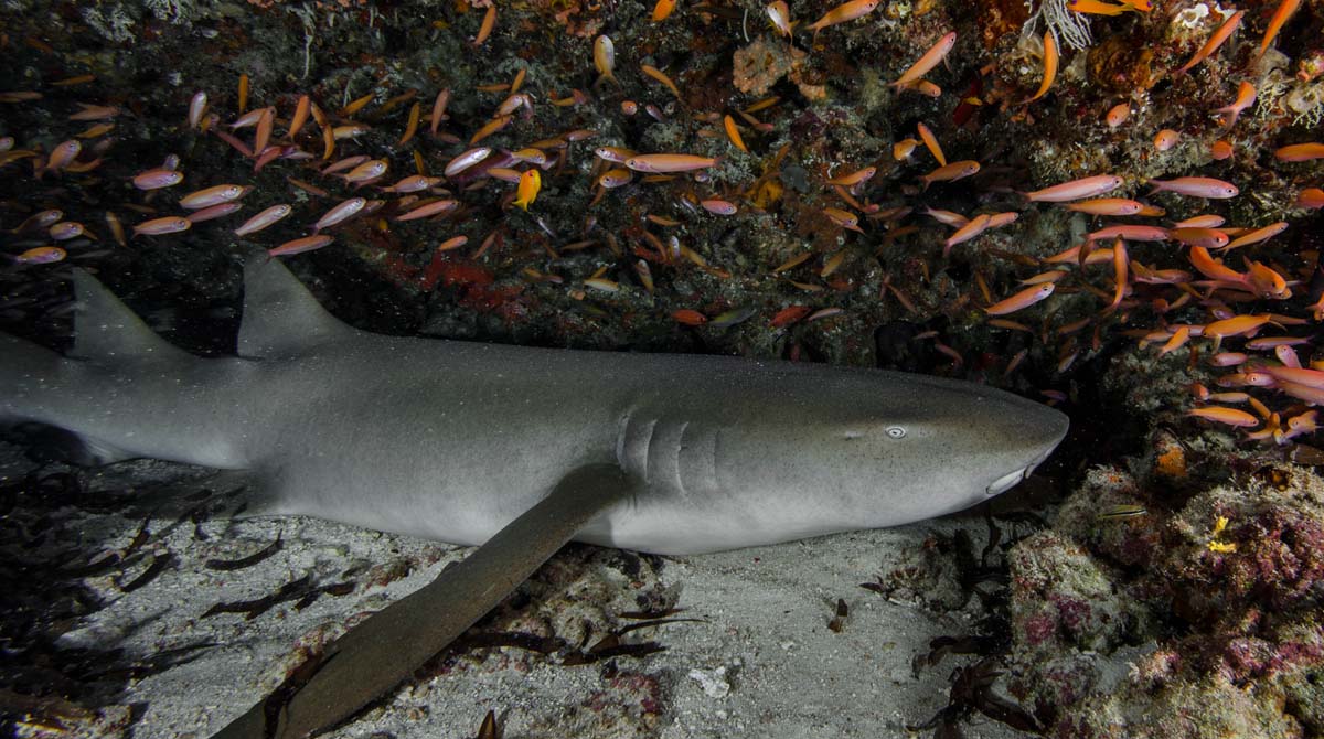 NurseShark_2