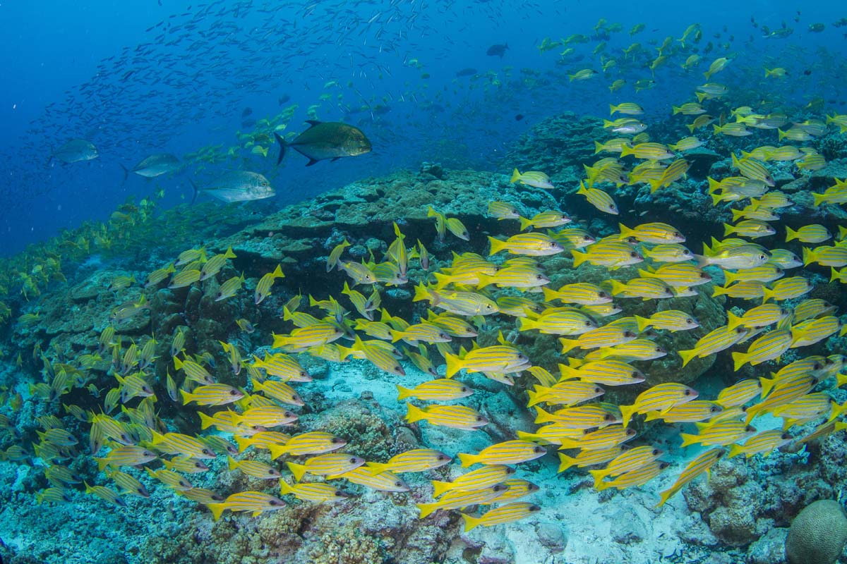 Bluelined Snapper Bluefin Trevally St Francois Alphonse Island