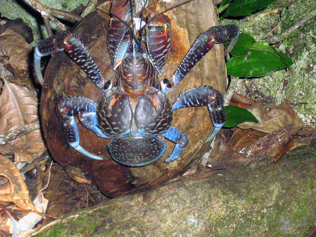 Birgus_latro_ _coconut_crab